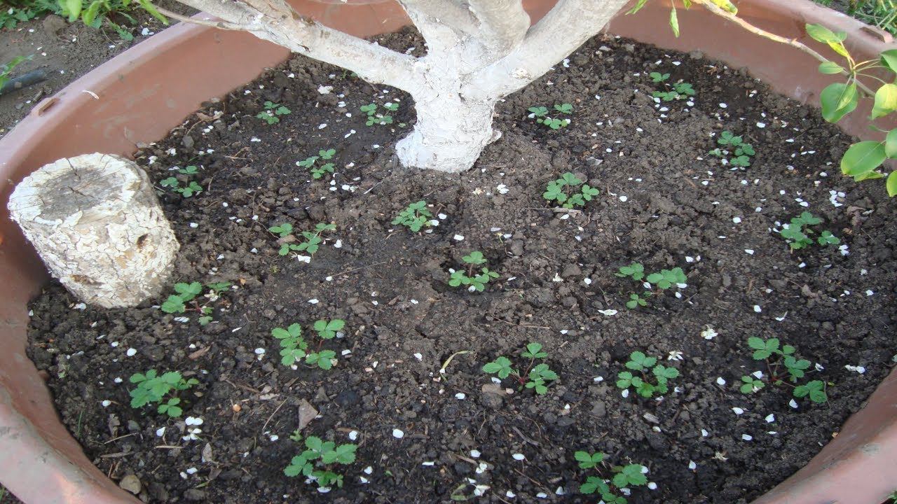 КАК КРАСИВО И С ПОЛЬЗОЙ ОБЛАГОРОДИТЬ ПРИСТВОЛЬНЫЕ КРУГИ ФРУКТОВЫХ ДЕРЕВЬЕВ смотреть онлайн