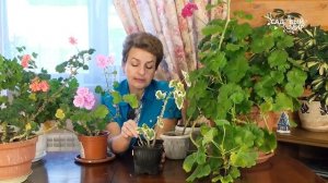 Почему вытягиваются герани  Как ухаживать за пеларгонией зимой