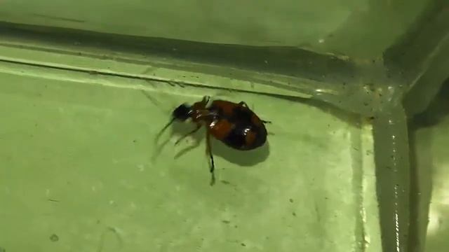 ИНСЕКТАРИЙ: 4. Лебия Малый Крестоносец (Lebia cruxminor) смотреть онлайн