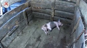 Свиньи убийцы / ЧП в сарае