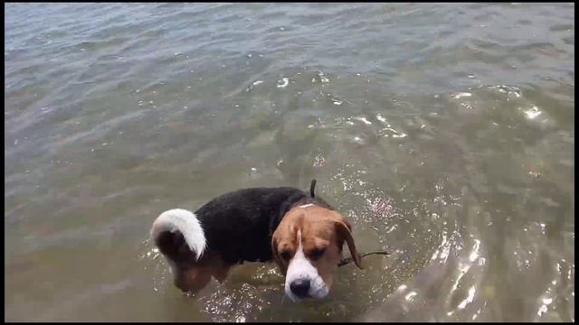 Бигль Jastin. МОРЕ! Реакция бигля на море. Jastin привыкает к воде и гоняет по бескрайней набережно смотреть онлайн