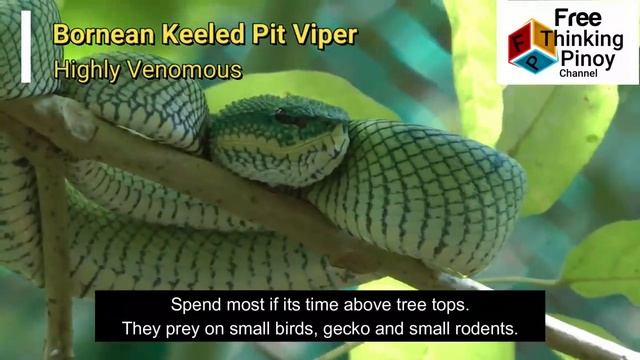 AHAS NA PUMAPATAY | Top 20 Venomous Snakes Native to Philippines смотреть онлайн