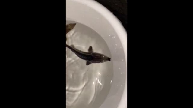 Купить малька осётра. Выращивание осетровых в УЗВ смотреть онлайн