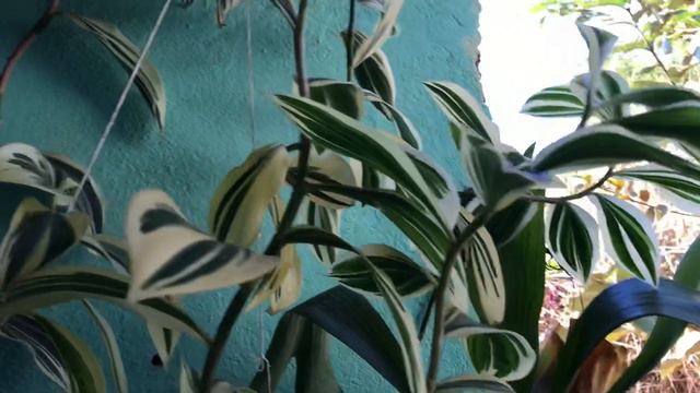 COMO ESTÁ A MINHA CHEILOCOSTUS смотреть онлайн