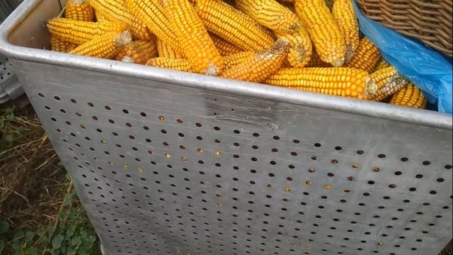 Замена дорогому зерну. смотреть онлайн