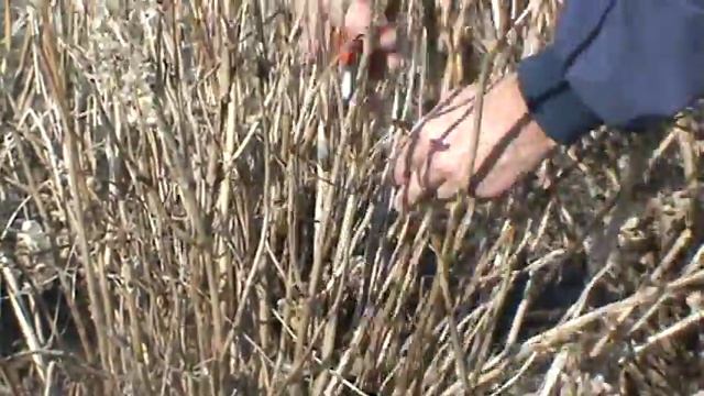 Pruning Nikko Blue Hydrangeas
