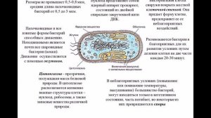 Лекция «Классификация и морфология микроорганизмов»