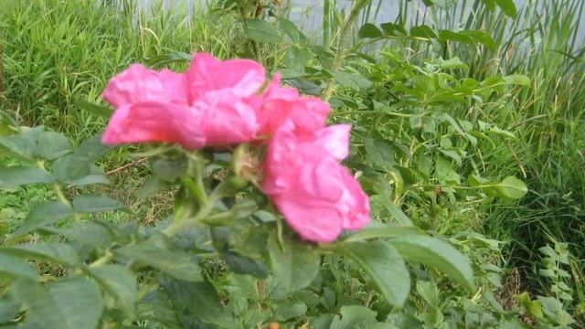 Полынное очищение для иммунитета. В пандемию это важно смотреть онлайн