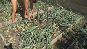 6 соток 23 июля 2024 года. Хроника.