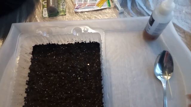 Вербена- простой и эффективный посев. Всхожесть 100%! смотреть онлайн