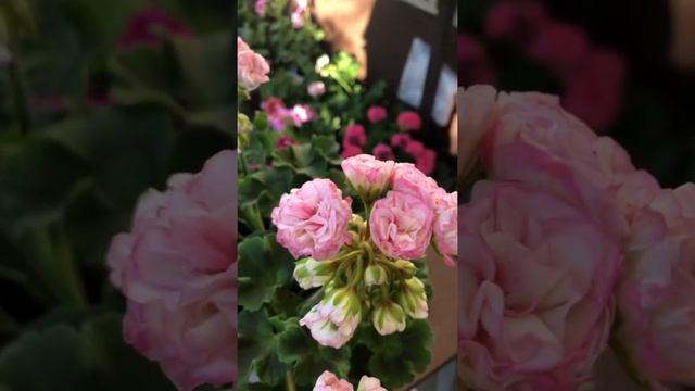 #27. Пеларгония Kvarnlyckans Anna-Jeanette. Сушит первые бутоны. смотреть онлайн