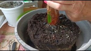 ФИНИКОВАЯ ПАЛЬМА. ПЕРЕСАДКА ВЗРОСЛОГО РАСТЕНИЯ, УХОД В ДОМАШНИХ УСЛОВИЯХ