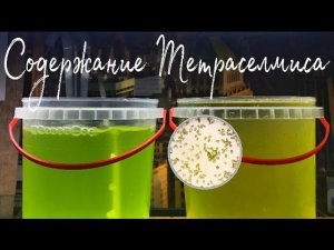 Содержание тетраселмиса (что нужно знать)