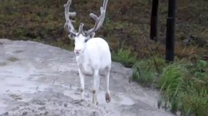 Белый олень