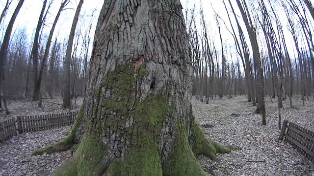 Царь-дуб "Пожежинский" смотреть онлайн