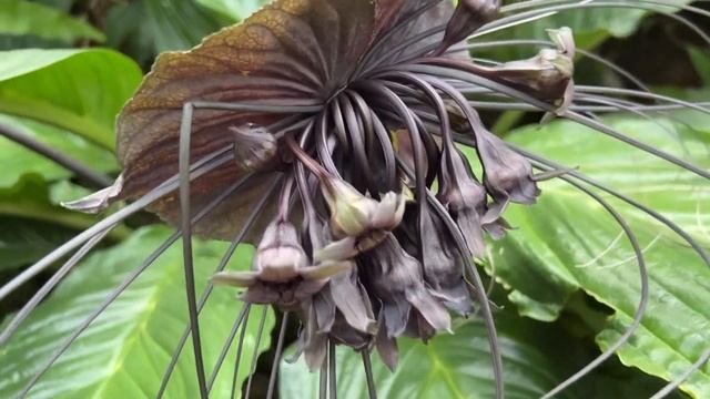#ว่านค้างคาวดำ #Tacca chantrieri andre смотреть онлайн