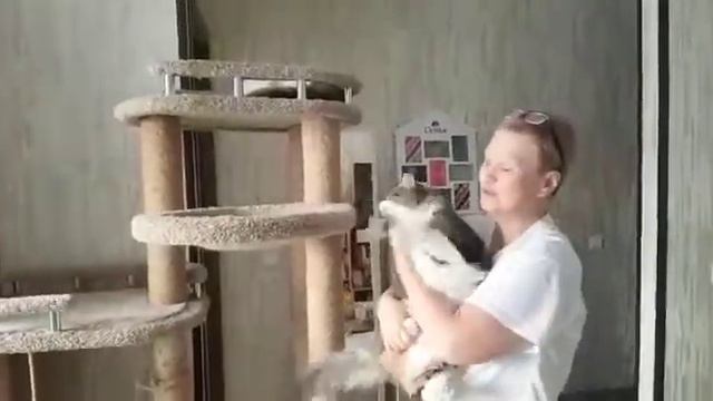 МОЙ КОТ ИЗ ПРИЮТА... ОТЗЫВ ХОЗЯИНА! смотреть онлайн