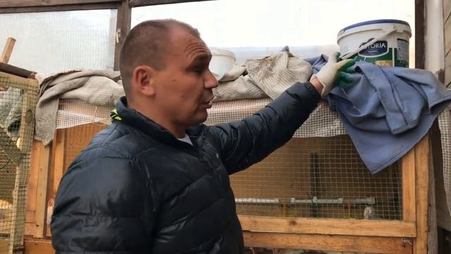 Бройлеры КОББ-500. Возраст 28 дней. Перевод из Брудера в клетки.