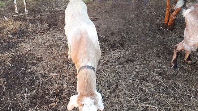 Козы на травке//Гуси на травке//Раннее утро, а мы гуляем. смотреть онлайн