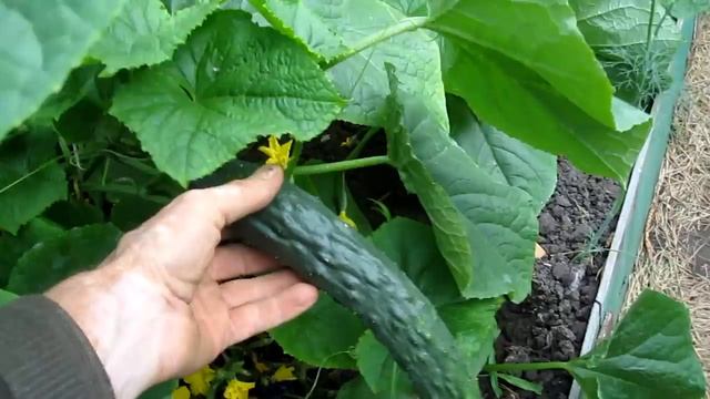 Огурцы .Как вырастить огурцы в теплице.Подвязка огурцов.Уход за огурцами.Шпалера для огурцов смотреть онлайн