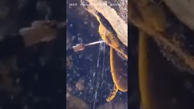 Дикий пчёлы мёд много