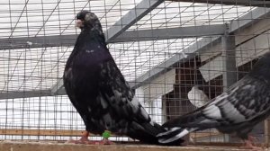Свердловские высоколетные голуби коричневомраморные белоносые.Russian pigeons highfliers  Sverdlovs