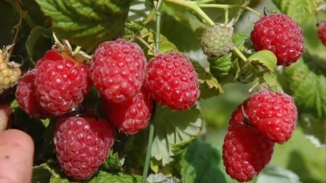 Топ 5 самых урожайных сортов малины для получения большого урожая. Дачные советы смотреть онлайн