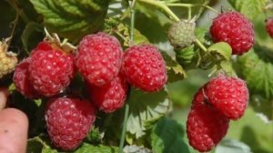 Топ 5 самых урожайных сортов малины для получения большого урожая. Дачные советы