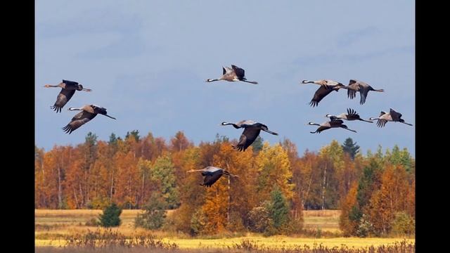 Человеку нового не надо смотреть онлайн