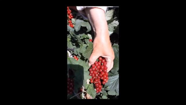 Красная смородина "Виксне" смотреть онлайн