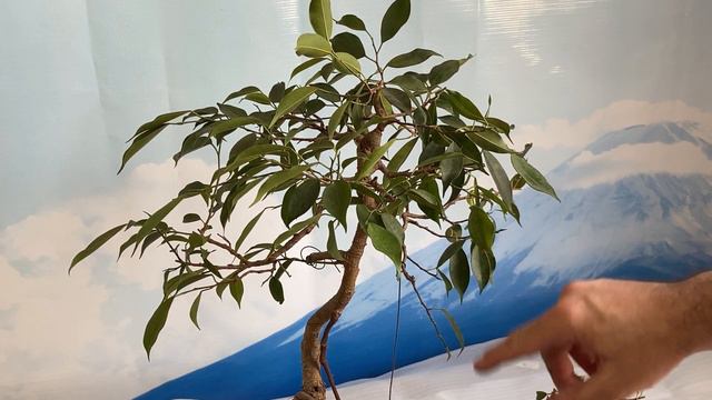 PODA da Espécie: Ficus смотреть онлайн