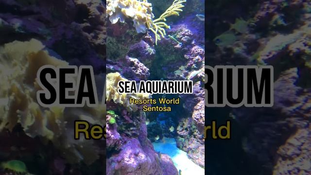 Sea Aquarium in Singapore #short #shortvideo #sentosaislandsingapore #sea life #mustvisit смотреть онлайн