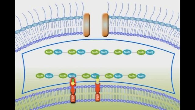 Penicillin Mechanism of Action animation video смотреть онлайн