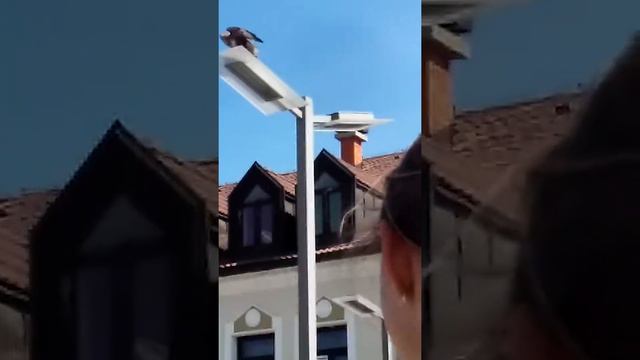 Sokoliarstvo: Jedíná Škola Na Svete Ktorá Vyučuje Sokoliarstvo, Pľovníctvo, Lesníctvo смотреть онлайн