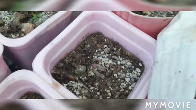HOW NOT TO KILL Your succulent part 1| Pink Trumpet смотреть онлайн