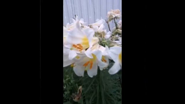 Цветы - моя душа... смотреть онлайн