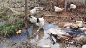 Строительство дома на болоте (болотистом участке)