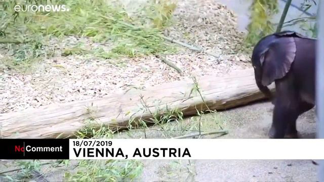 Новый слонёнок в Шёнбруннском зоопарке смотреть онлайн