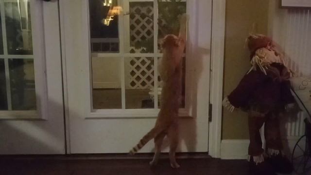 The Git Up Dancing Cat! смотреть онлайн