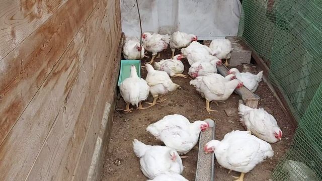 Профилактика или лечение кокцидиоза у бройлеров. Стопкокцид или метронидазол. смотреть онлайн