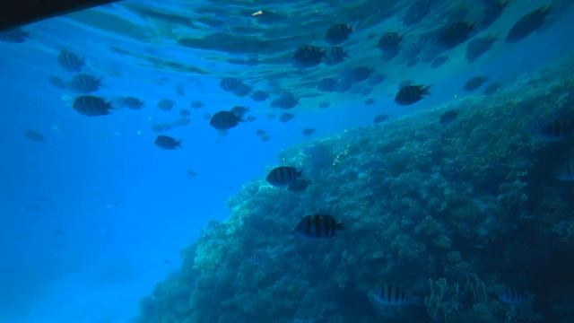Экскурсия на субмарине в Шарм-эль-Шейх. Egypt. Sharm el sheikh. Submarine excursion. смотреть онлайн