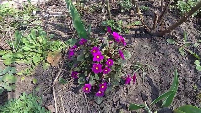 Примула фиолетовая смотреть онлайн