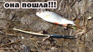 Рыбалка 9 апреля на гусиный поплавок. Плотва пошла!