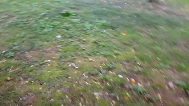 Парк Южные культуры в Адлере Большой Сочи. смотреть онлайн