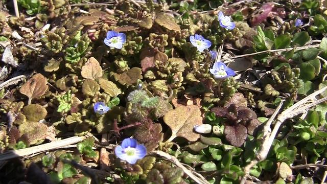 Ground Cover Purple and Yellow Flowers. смотреть онлайн