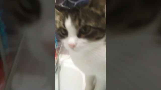 Как кошка ловит рыбу