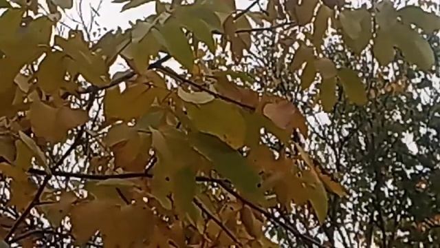 ASMR Значение имени Виктор . смотреть онлайн