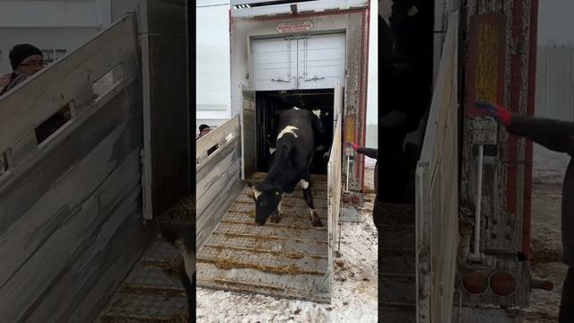 Разгрузка датских нетелей голштинской породы в хозяйстве Дивеевское