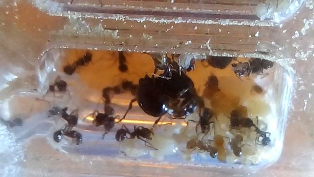 Роды у матки муравья, "Messor structor". Откладывание яиц. смотреть онлайн