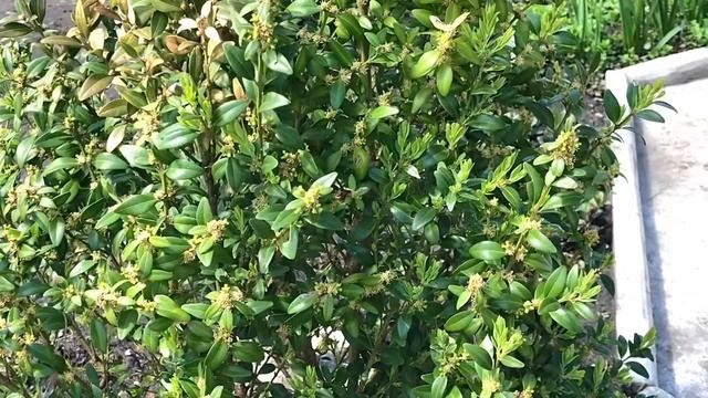 Самшит після зими. Опіки самшиту. Пожовтіло листя самшиту. Самшит после зимы. Самшит. смотреть онлайн